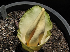 CairnsTC042 Jardin Botanique 042